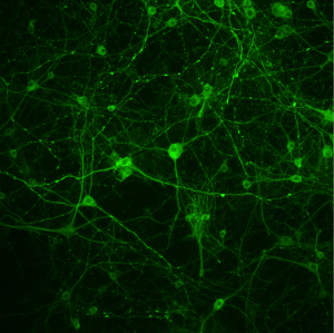 cortical neurons MAP cortical neurons MAP